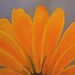 Original Oil Painting Sunflower by Meaghan Louise