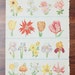 42 Retro 1943 Color Flower, Plant & Tree Illustrations, Daisy, Rose, Lilac, Iris, Book Page Prints