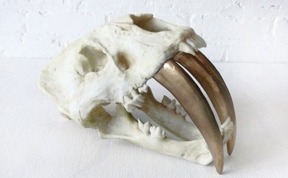 Large Saber Tooth Tiger Skull Airbrushed in 24k Gold - Unique Home Decor