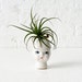 Air Plant Garden on Porcelain Doll Head