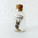 Venomous Rattle Snake Specimen in Cork Jar