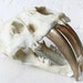 Large Saber Tooth Tiger Skull Airbrushed in 24k Gold - Unique Home Decor
