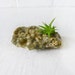 Island of Bubbles Ocean Jasper w/ Air Plant Garden