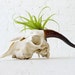 10% SALE - O My Goat Garden - Real Skull w/ LIVE Air Plant Toupee