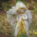 Flower Fairy narcissus needle felted doll waldorf inspired