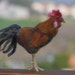 Needle felted rooster