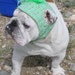 English Bulldog Hat- Funny Dog Hat-Custom Bulldog Pattern