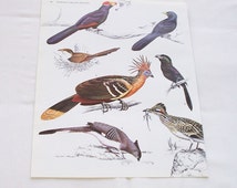 Download Popular items for bird clip art on Etsy