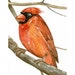 Original Watercolor Art Bird - Cardinal - ACEO Painted by Lorisworld