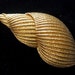 Gold Brooch- Large Brooch- Signed Brooch- Shell Brooch