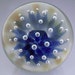 50% OFF - Flameworked Glass Cobalt Air Trap Implosion Marble