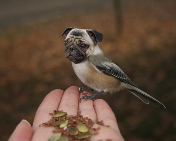 Items similar to Surreal Animal Photo - Large Format Print - Weird