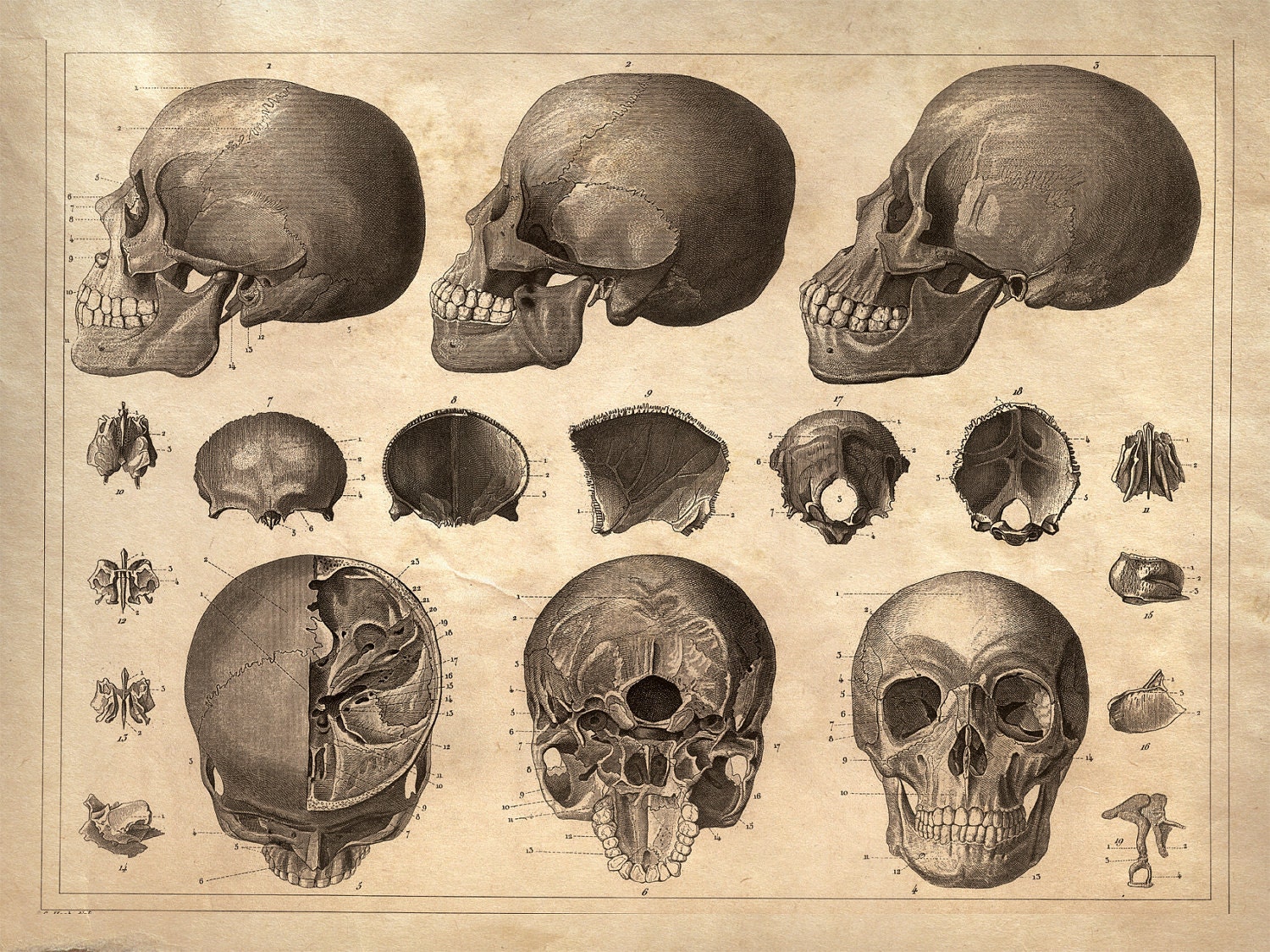 18x24 Vintage Anatomy. human skull poster 081