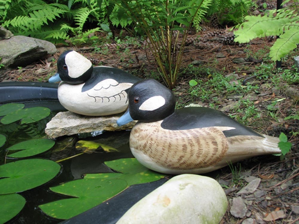 Vintage Bufflehead wood duck decoys pair