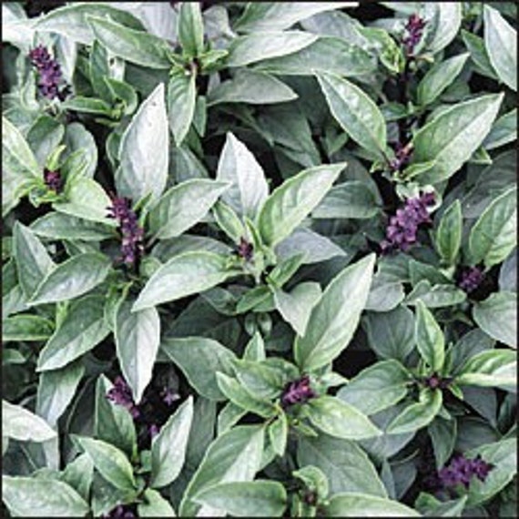 Sweet Fragrant Licorice Thai Anise Basil Annual Herb Organic