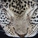 Vintage Leopard BOB Cat Print Fur Leather Cat Face Brass Belt