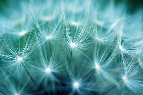 Items similar to Digital download Dandelion photo nature photography teal turquoise 
