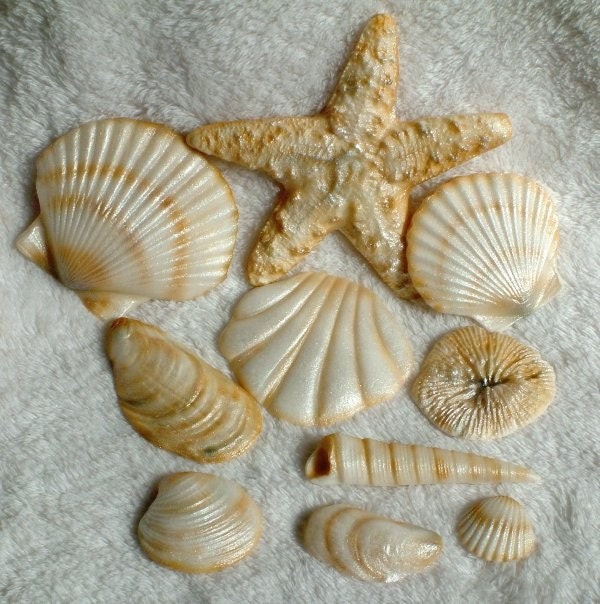 Seashells 20 Piece Edible Gum Paste Cake Decorations