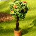 Dollhouse dwarf orange tree for miniature garden or terrarium