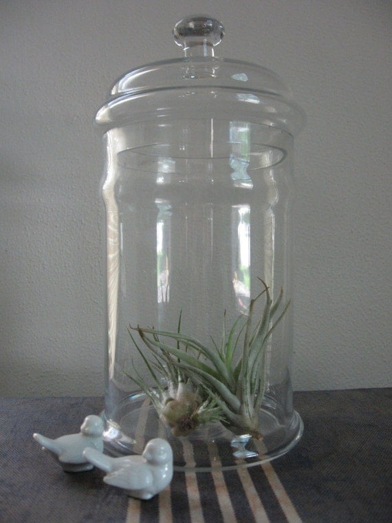 Tall clear glass terrarium apothecary container