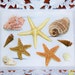 Ornate sea shell wood tray