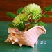 Ceramic Planter, Coral Pink Conch Shell Planter from Nags Head North Carolina
