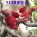 SQUIRRELS PATTERN PDF, Felt Sewing Pattern