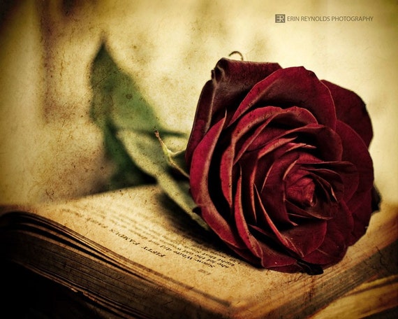 Rose Red Fine Art Photography Print Vintage Book Red Rose