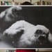 Owls Poster