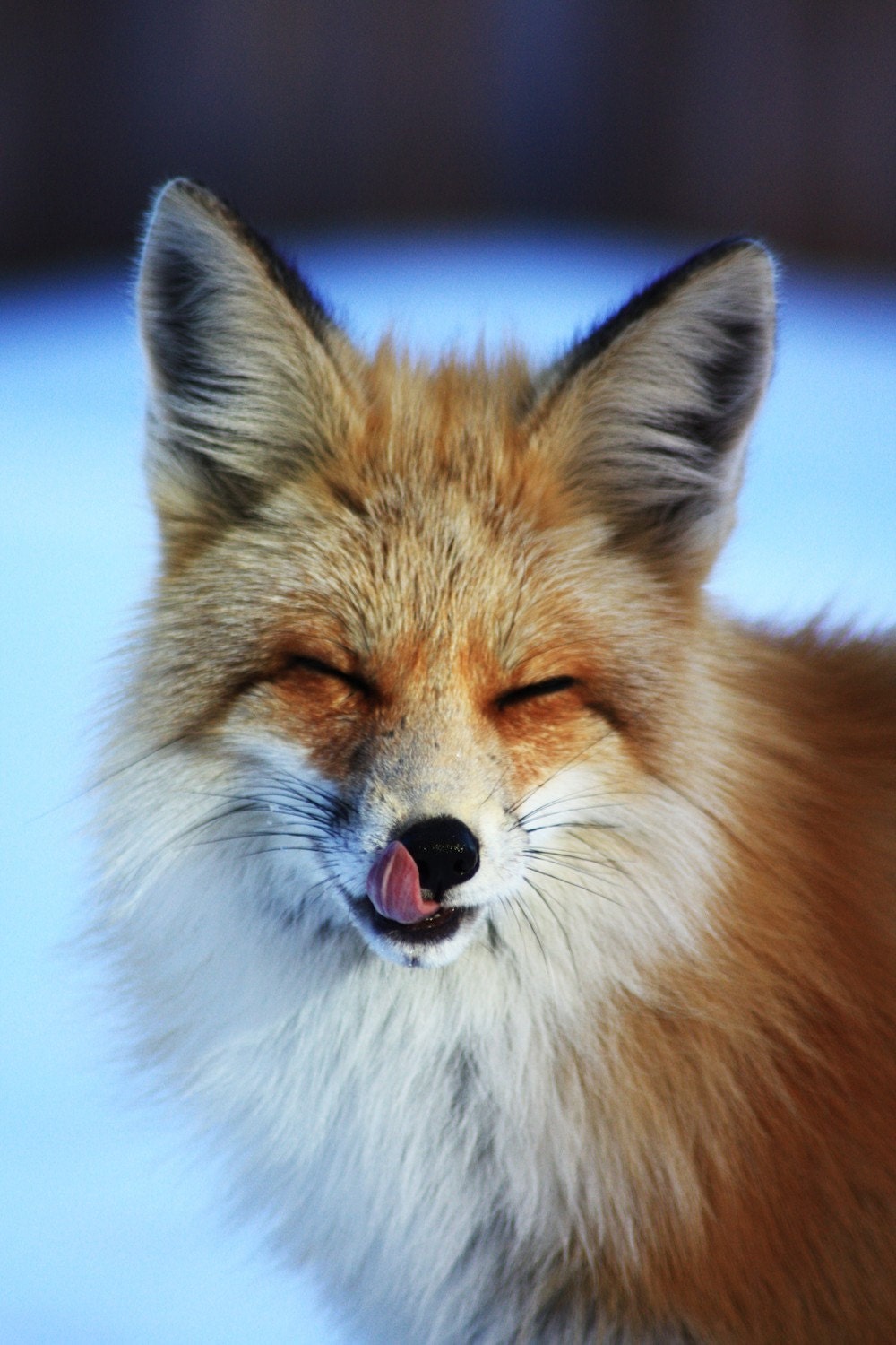 Fox Licking His Chops