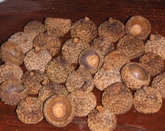 White Oak Natural Earth Acorn Caps, 50 Tops for Crafts or Felted Christmas Ornaments