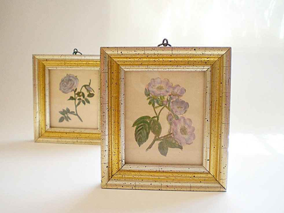 Vintage Botanical Prints Framed Williamsburg Roses