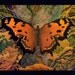 SALE Butterfly Print of an Original Fine Art Painting Limited Edition Large Size 16" x 20"