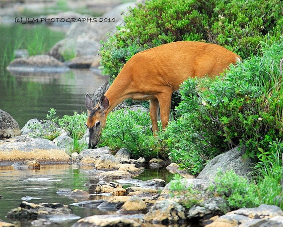 Deer Photography, Maine Deer, Nature Photograph, Cabin Decor, Childs ...