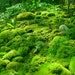 Live CUSHION MOSS . . . for a terrarium