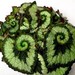 Grow Your Own . . . Tropical Begonia Escargot . . . DIY Starter Kit . . . Indoor/Outdoor