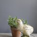 vintage distressed bird