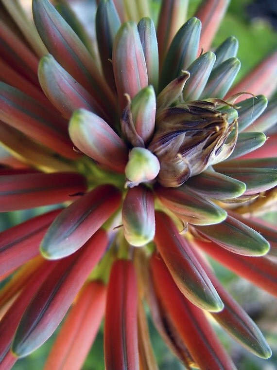 spiral aloe seeds for sale spiral aloe seeds for sale