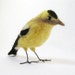 Goldfinch