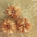 Three Small Seam Binding Hand Made Flowers With Pearl Center Shabby French Gustavian Boho Embellishment