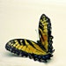 A Scrappy Bit of Spellbound - 4 x4 Fine Art Photography - Monarch Butterfly All Golden Yellow Orange
