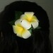 Double white and yellow plumeria hair clip