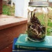 Moss Nature Terrarium in a Large Glass Mason Jar