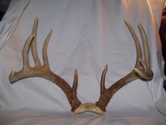 whitetail antlers 10 point