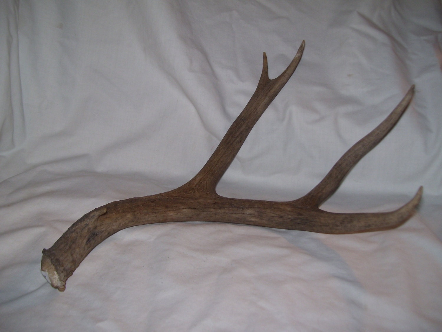 mule deer antler 5 point