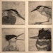 Crested Birds, Fine Art Etching,