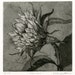 Special order for Mark, 4 etchings Sunflower Fine Art Etching, Helios