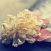 Fabric Flower Tutorial PDF Pattern - Knotted Chrysanthemum - With Headband and Accessories Tutorials