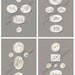 Intaglios Limited Edition Fine Art Prints Set of Four