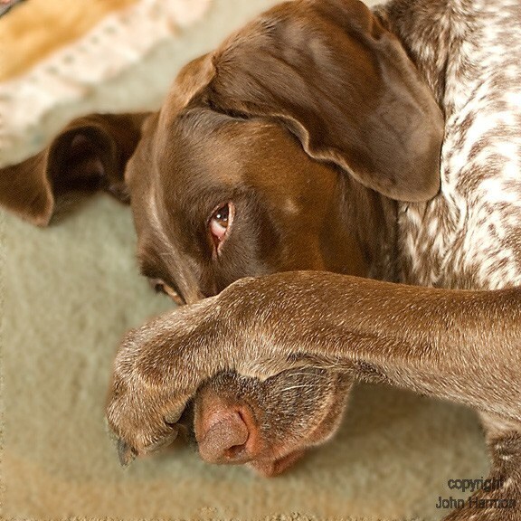 Moxie Large dog hiding behind paw A Dog Art Photo